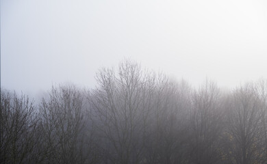 Beautiful contrast between fog and trees in a forest.