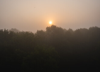 Sun behind the fog in a misty forest