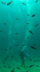 Vertical image of A school of fish, with four scuba divers in the background.