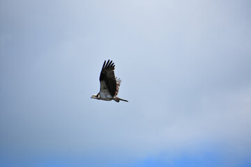 Stunning Close Up of an Osprey Bird in Flight