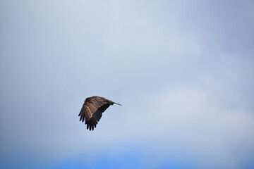 Fingers of Feathers on an Osprey Bird