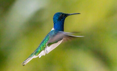 hummingbird in flight