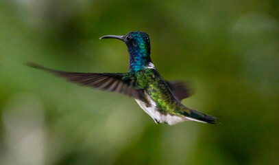 Obraz premium hummingbird in flight