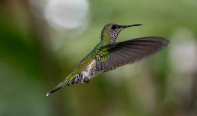 hummingbird in flight