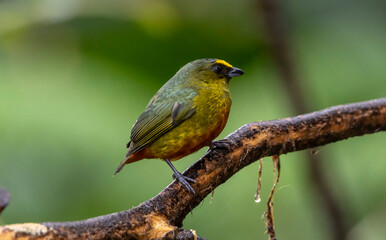 Olive Backed Euphonia