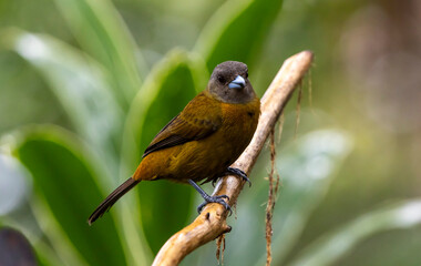 Prong Billed Barbet