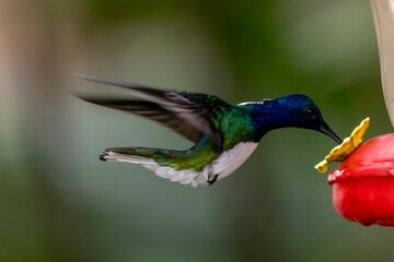 hummingbird in flight