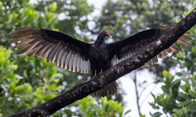 black vulture in flight