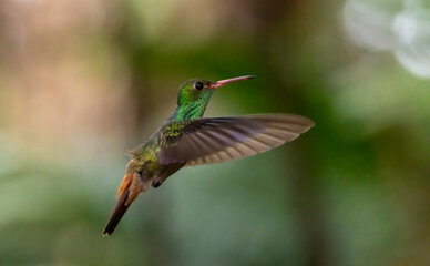 hummingbird in flight