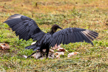 Black vulture