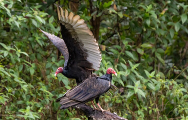 turkey vulture in the wild