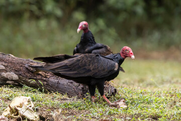 turkey vulture in the grass