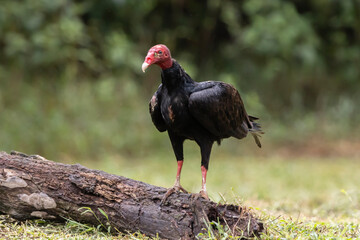 turkey vulture in the grass