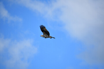 Osprey Soaring in Brilliant Ocean Skies