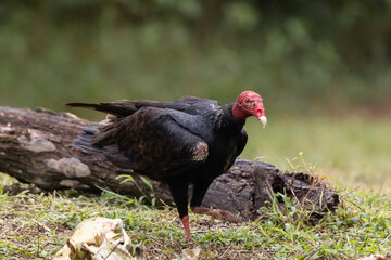 turkey vulture in the grass