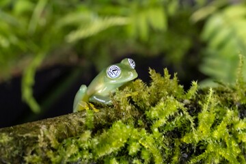 Obraz premium Tree frog in Costa Rica