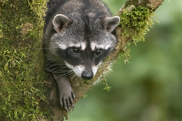 portrait of a raccoon © Raphael