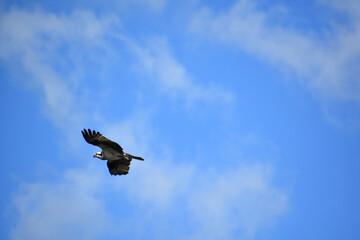 Flying Bird of Prey Against Blue Cloudy Skies