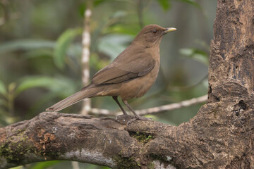 Clay Colored Thrush