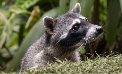 Portrait of a racoon