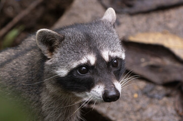 portrait of a raccoon