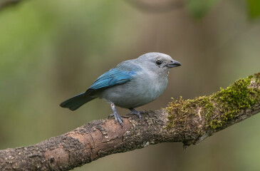 Blue Gray Tanager