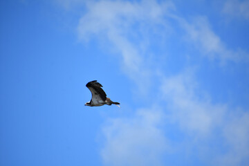 Rare Osprey Bird in Flight in Blue Skies