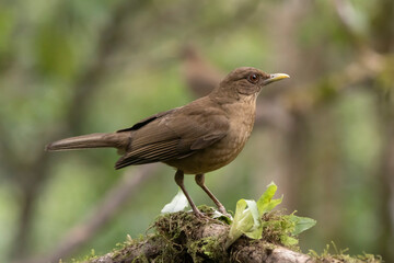 Clay Colored Thrush