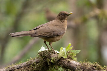 Clay Colored Thrush