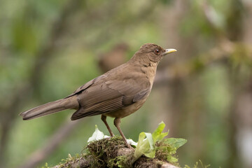 Clay Colored Thrush
