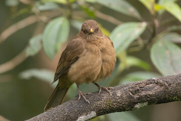 Clay Colored Thrush