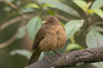 Clay Colored Thrush