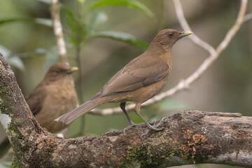 Clay Colored Thrush