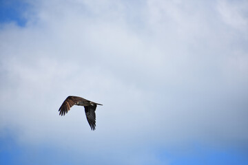 Flapping Wings of an Osprey Bird Against the Clouds