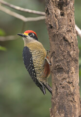 Black Cheeked Woodpecker