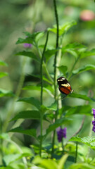 Vertical image of A brown, yellow and black butterfly flying in front of a green bush with purple...