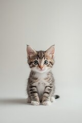 Adorable Tabby Kitten Portrait, Sitting and Looking Directly at the Camera, on White Background