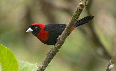 Crimson Tanager