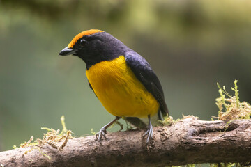 Tawny Capped Euphonia