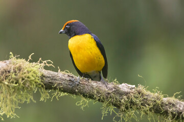 Tawny Capped Euphonia