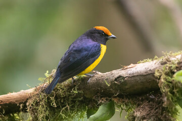 Tawny Capped Euphonia