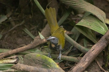 Buff Throated Saltator