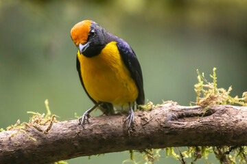 Tawny Capped Euphonia