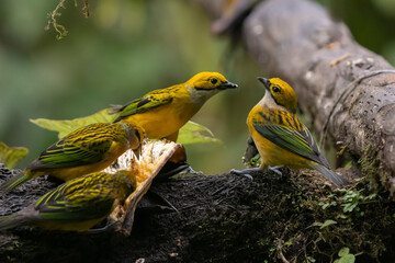 Silver throated Tanagers squabbling