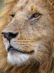 A Male Lion looking into the distance