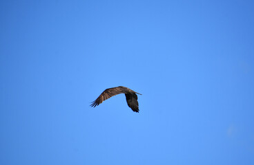 Feathered Wings of an Osprey in Blue Skies