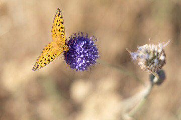 Butterfly day. A vibrant butterfly feeds on a purple wildflower. Spring time.