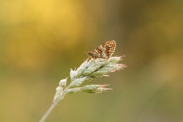una farfalla melitaea al tramonto