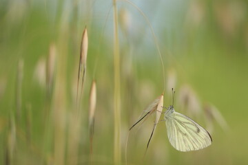 una farfalla pieris napi