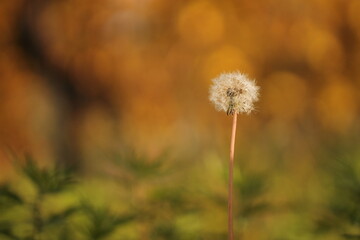 fiore di dente di leone al tramonto